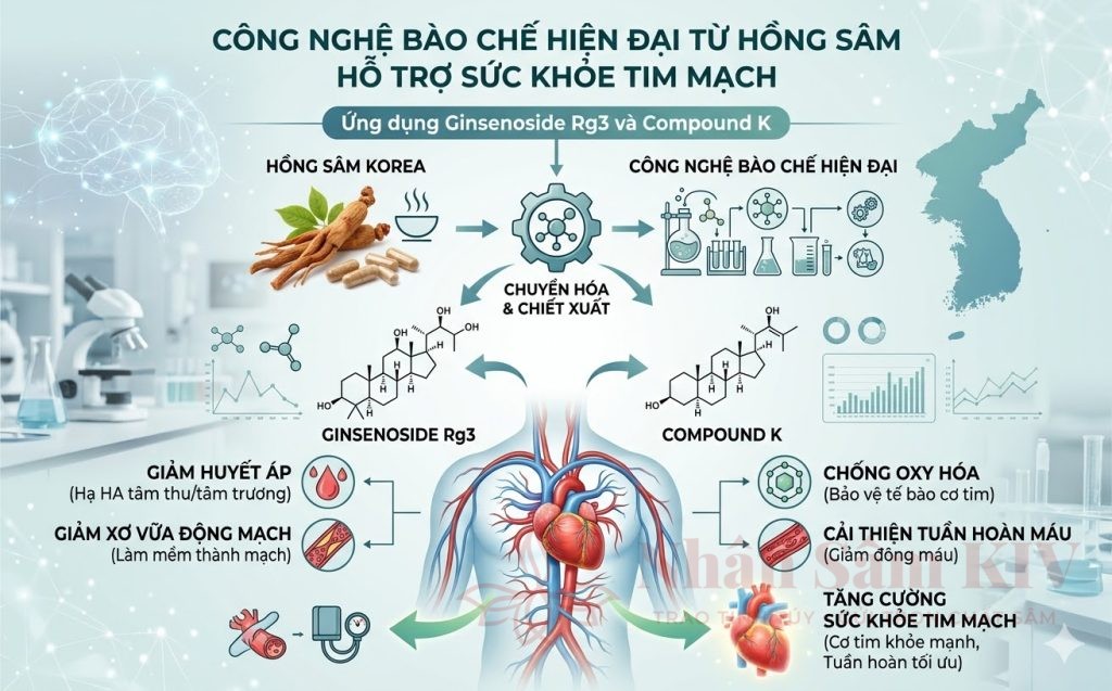 Cách ổn định huyết áp người lớn tuổi vào mùa đông để tránh biến chứng đột quỵ 18 Công dụng của hồng sâm chiết xuất Compound K và RG3