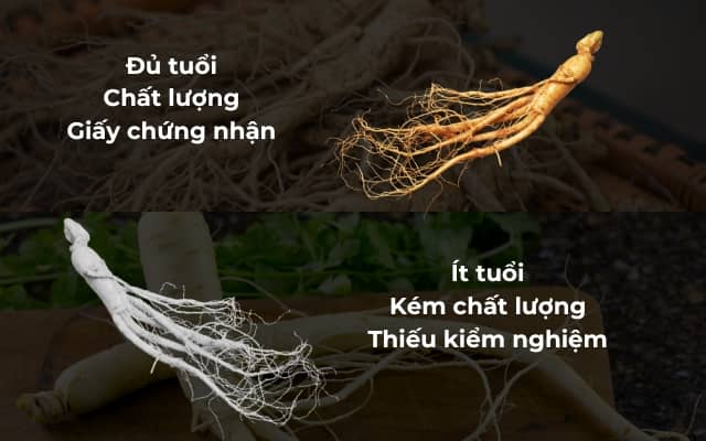 So sánh Hồng Sâm SAPONIN HANPPURI (EU) và các sản phẩm hồng sâm khác trên thị trường 2 So sánh Hồng Sâm SAPONIN HANPPURI (EU) có nguồn gốc và chất lượng