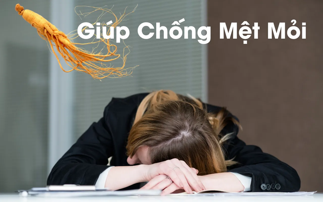 Hồng Sâm Có Thực Sự Giúp Chống Mệt Mỏi_8