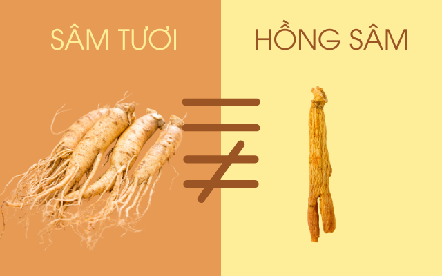 Hồng Sâm và Sâm Tươi