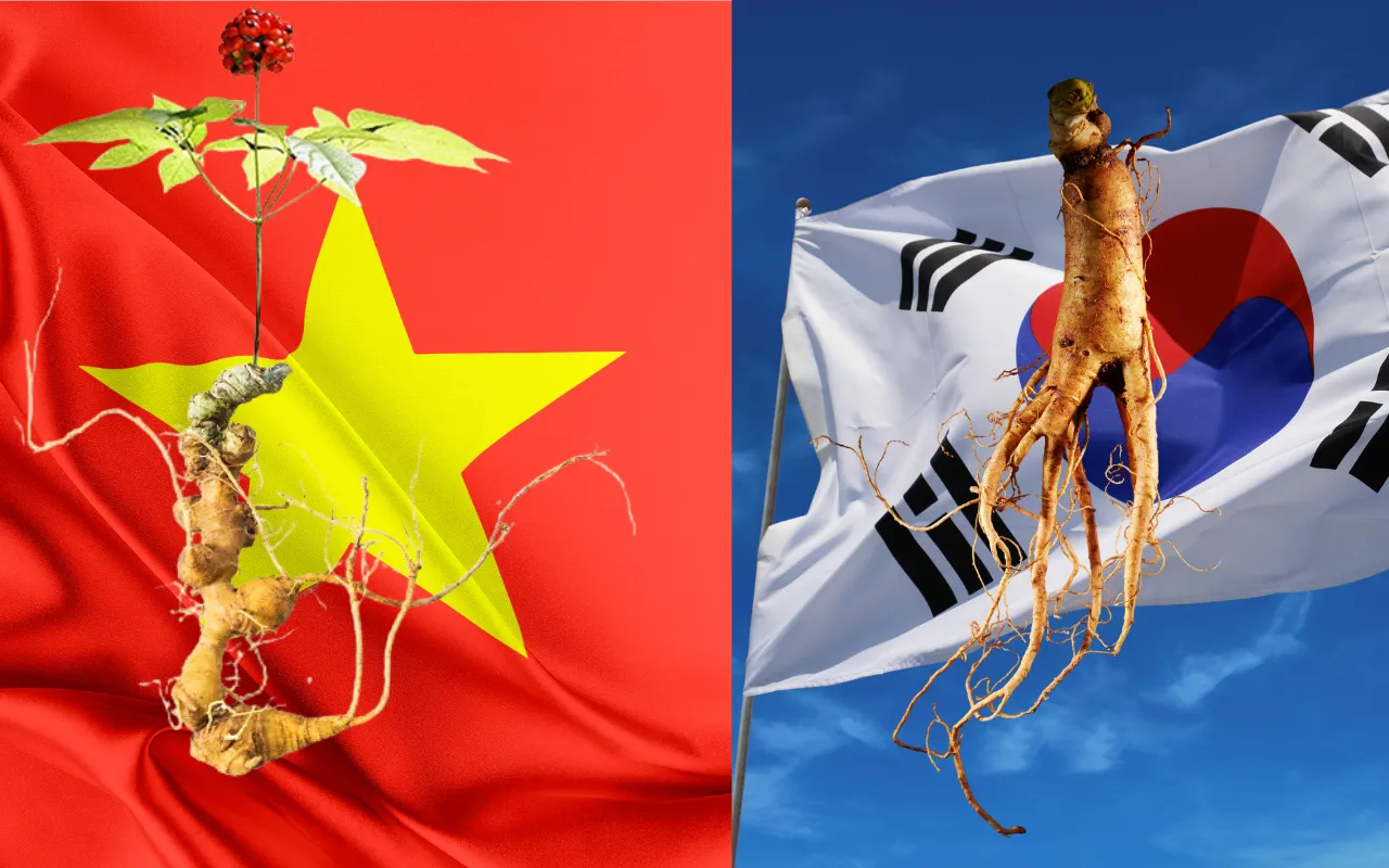 Sâm Ngọc Linh và Hồng Sâm Hàn Quốc