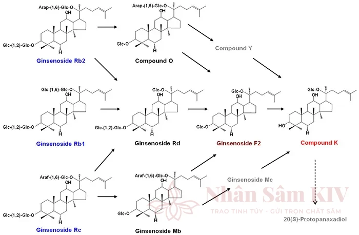 Compound K (Ck) là gì