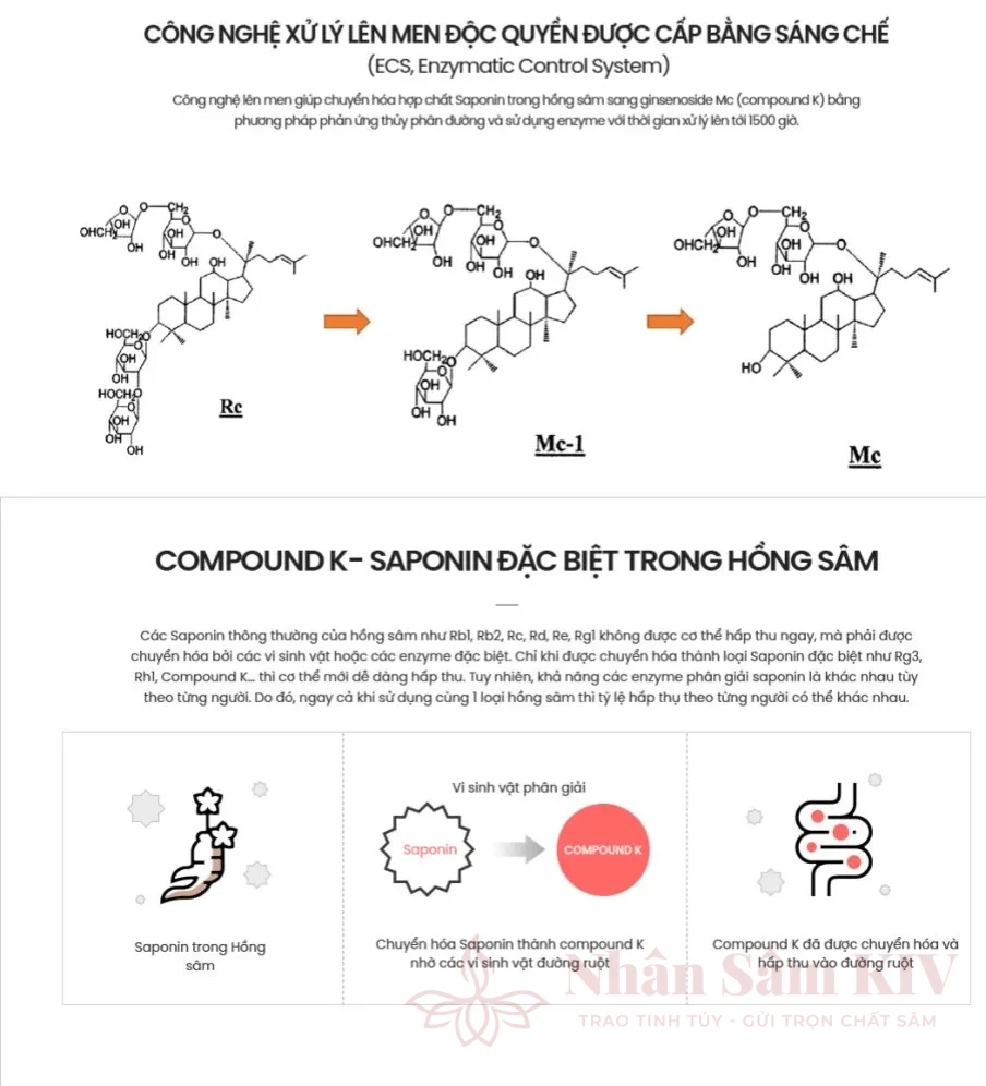 Công nghệ lên men enzyme Hồng sâm