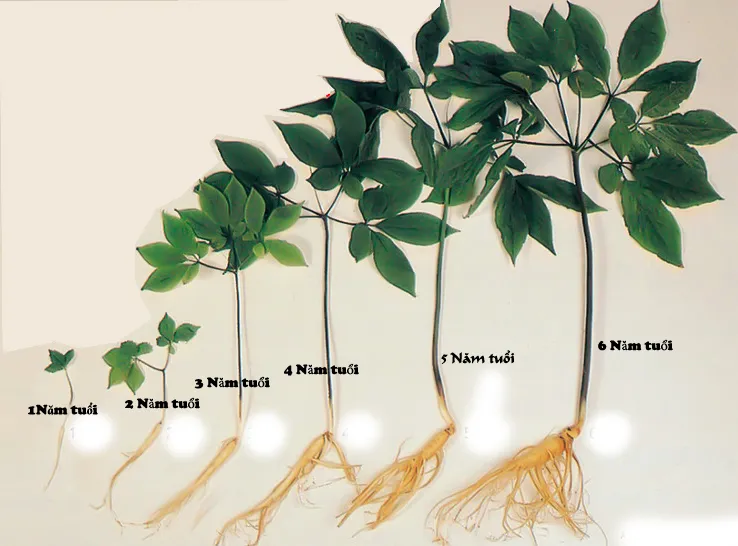 Độ tuổi của sâm