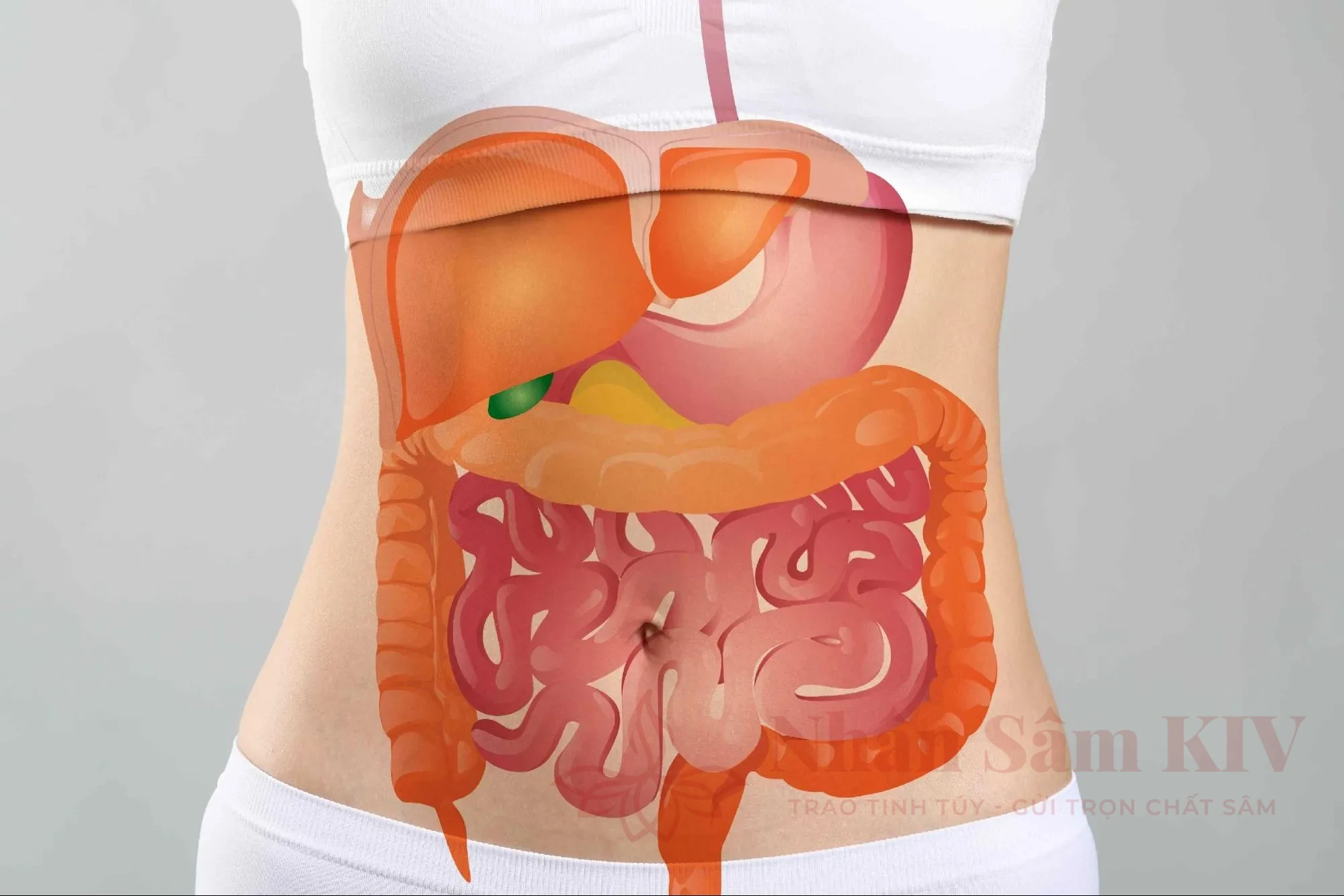 Mối liên quan giữa thói quen sinh hoạt, dinh dưỡng và các bệnh lý dạ dày thường gặp