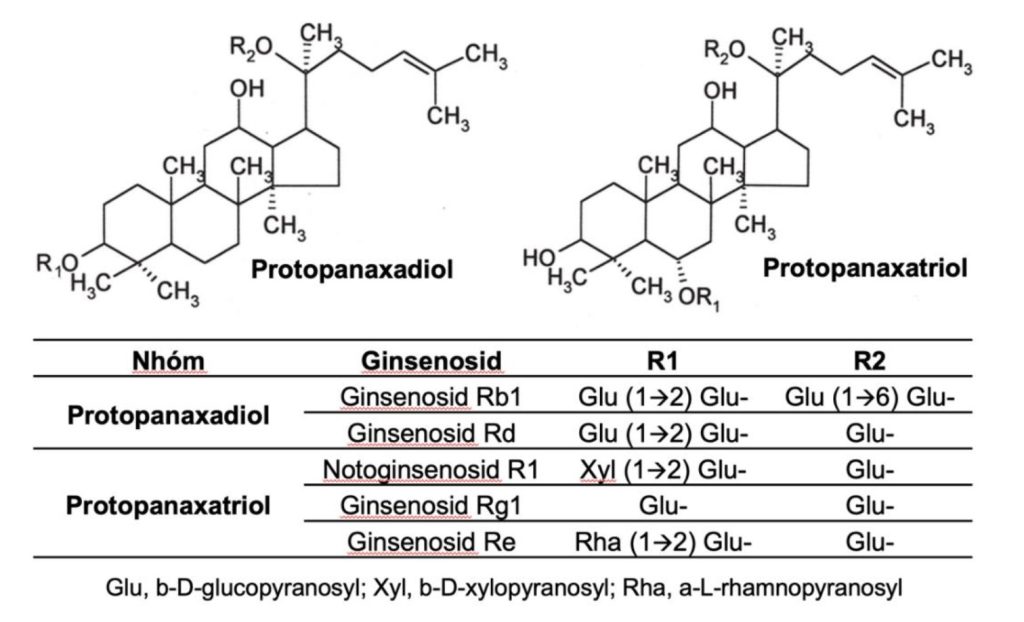 Sự khác biệt giữa ginsenoside rg3 so với rg1 và rb1 6 Rb1, rg1 - Cấu trúc hóa học của các saponin ginsenosid chính trong tam thất