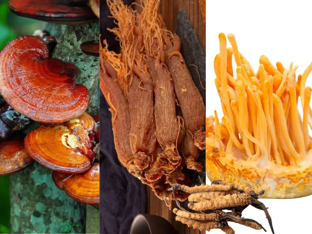 So sánh công dụng_ hồng sâm, linh chi, đông trùng hạ thảo