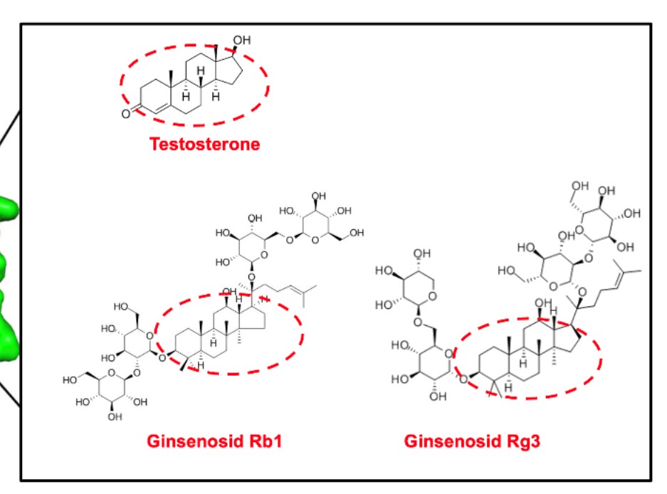 Sự Khác Biệt Giữa Ginsenoside Rg3 So Với Rg1, Rb1 Sự Khác Biệt Giữa Ginsenoside Rg3 So Với Rg1, Rb1