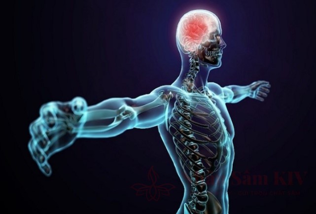 Hệ thần kinh hoạt động hiệu quả