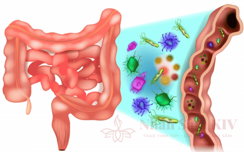 Dấu Hiệu Cơ Thể Cần Detox Đường Ruột
