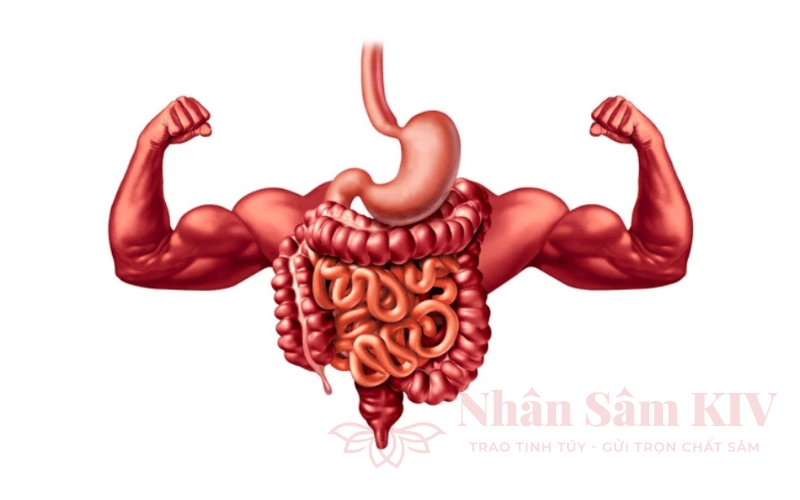 Mẹo Dân Gian Giúp Hệ Tiêu Hóa Khỏe Mạnh Hơn Mỗi Ngày