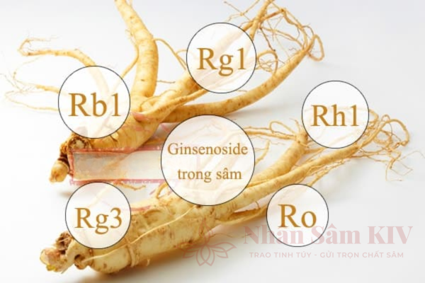 Bảo to&agrave;n c&aacute;c hoạt chất qu&yacute; của s&acirc;m tươi