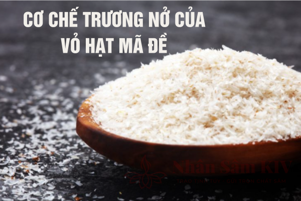 Cơ Chế Trương Nở Của Vỏ Hạt Mã Đề