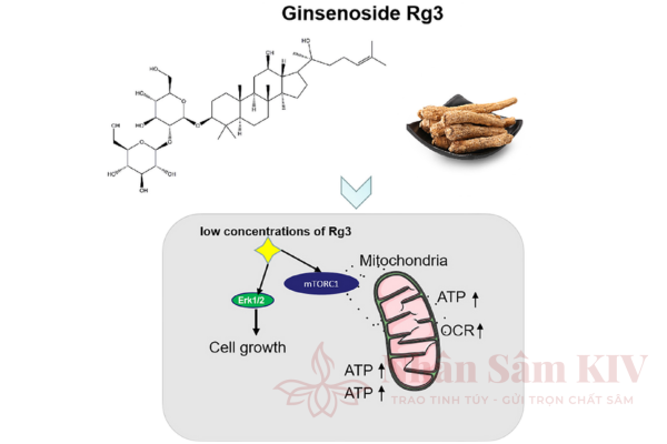 Hoạt chất v&agrave;ng hỗ trợ bảo vệ tế b&agrave;o
