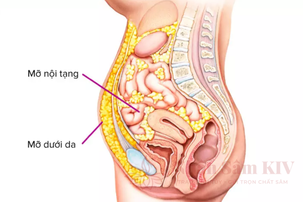 Mỡ Nội Tạng Là Gì Nguy Cơ Bệnh Lý