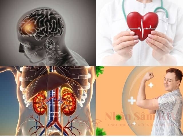 Nhân sâm là gì? Thành phần, công dụng và tiêu chuẩn đánh giá sâm 16 Công dụng thực chứng của sâm Hàn Quốc đối với sức khỏe