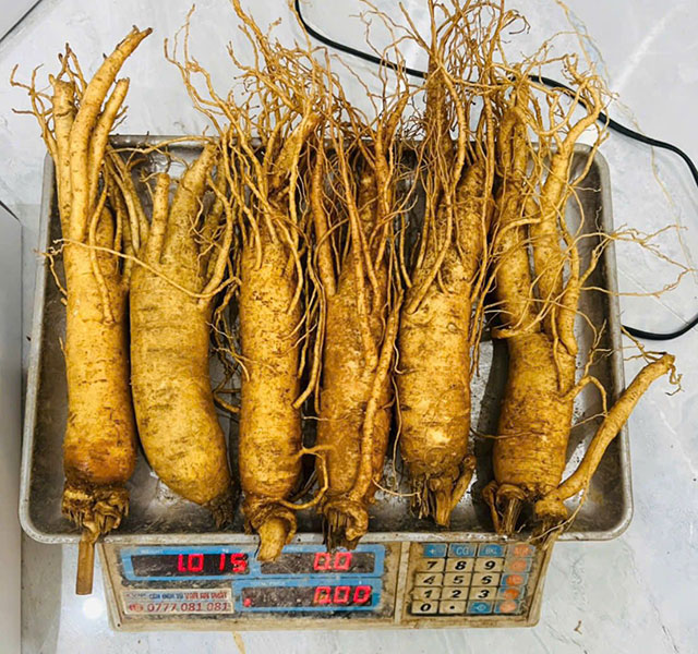 Giá sâm tươi hàn quốc 6 củ 1kg Giá sâm tươi hàn quốc 6 củ 1kg