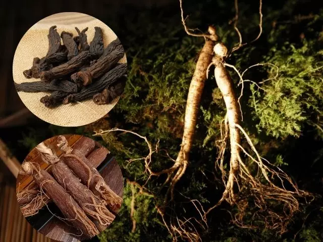 Giải đáp So sánh hắc sâm và hồng sâm