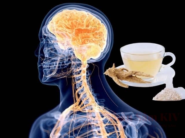 Trà sâm: từ nghi thức cung đình đến liệu pháp "tỉnh thức" cho hệ thần kinh 22 Trà sâm tác động với hệ thần kinh