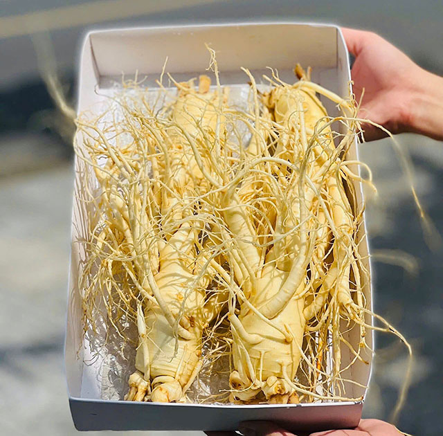 sâm tươi 2 củ 1kg sâm tươi 2 củ 1kg